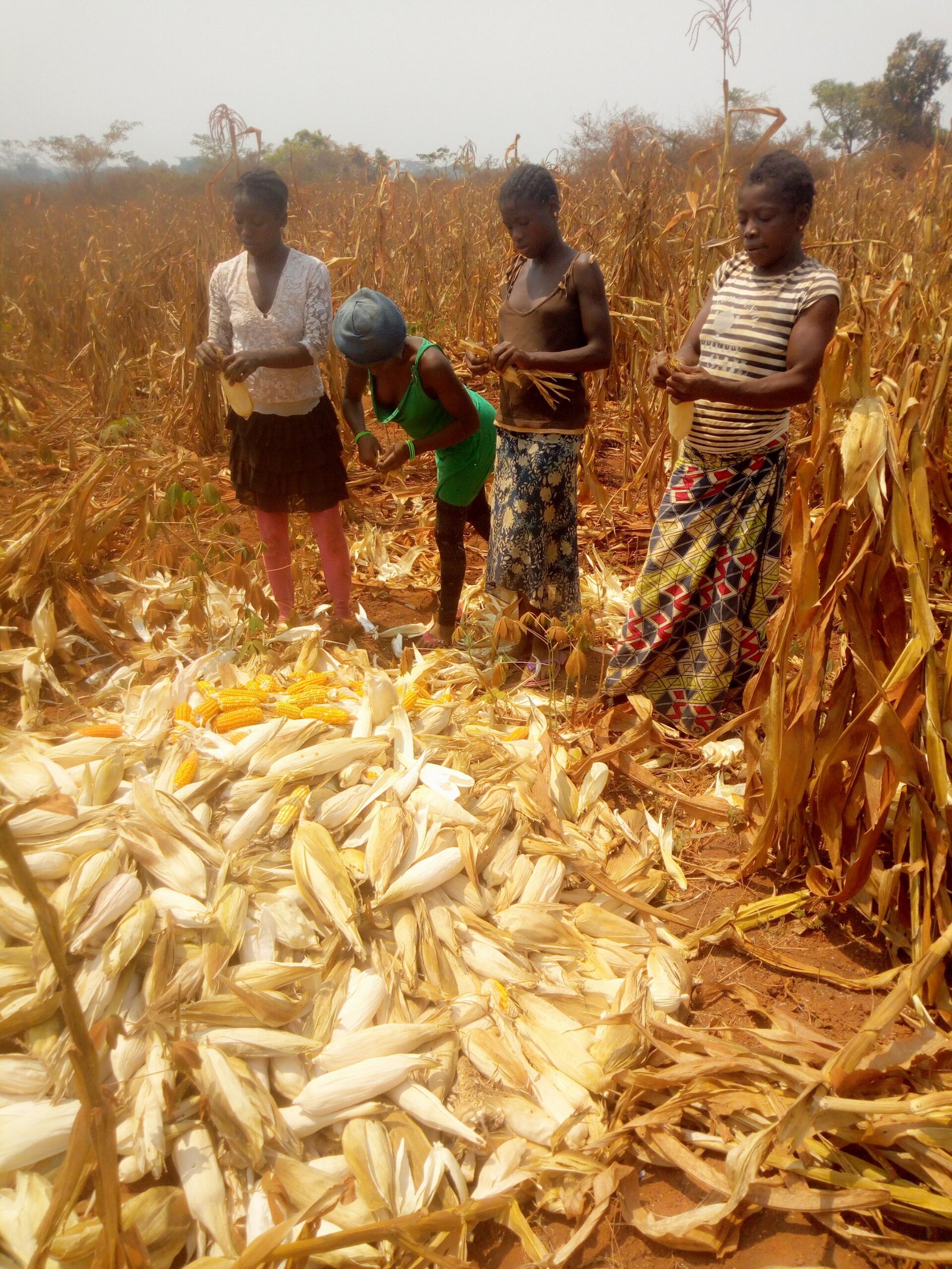 img 20200128 120707 1